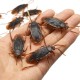 1pc Prank Funny Trick Joke Toys Lifelike Model Simulation Fake Cockroach Kids Children Magic Props