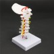 7'' Life Size Chiropractic Human Anatomical Cervical Vertebral Spine Model