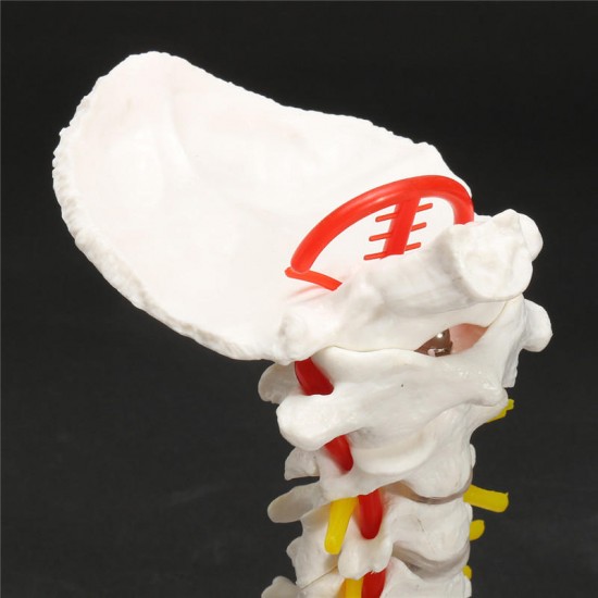 7'' Life Size Chiropractic Human Anatomical Cervical Vertebral Spine Model