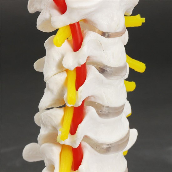 7'' Life Size Chiropractic Human Anatomical Cervical Vertebral Spine Model