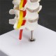 7'' Life Size Chiropractic Human Anatomical Cervical Vertebral Spine Model