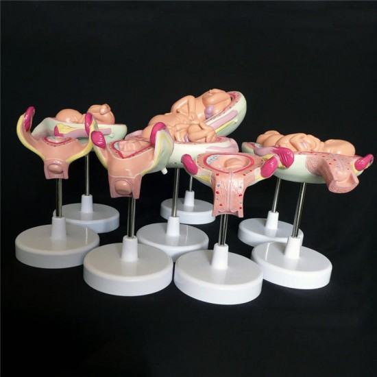 Anatomical Human Fetal Development Model - Baby Fetus/Foetus Pregnancy Anatomy Science Toy