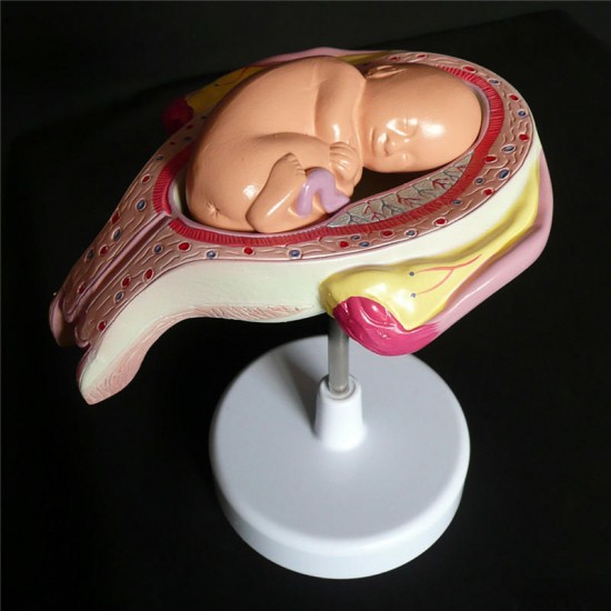 Anatomical Human Fetal Development Model - Baby Fetus/Foetus Pregnancy Anatomy Science Toy