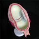 Anatomical Human Fetal Development Model - Baby Fetus/Foetus Pregnancy Anatomy Science Toy