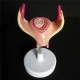 Anatomical Human Fetal Development Model - Baby Fetus/Foetus Pregnancy Anatomy Science Toy