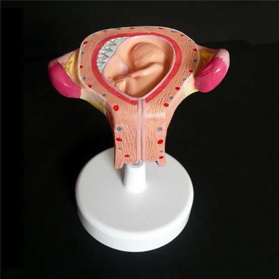 Anatomical Human Fetal Development Model - Baby Fetus/Foetus Pregnancy Anatomy Science Toy