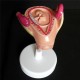 Anatomical Human Fetal Development Model - Baby Fetus/Foetus Pregnancy Anatomy Science Toy