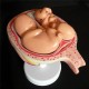 Anatomical Human Fetal Development Model - Baby Fetus/Foetus Pregnancy Anatomy Science Toy