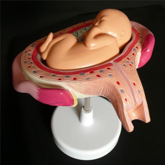 Anatomical Human Fetal Development Model - Baby Fetus/Foetus Pregnancy Anatomy Science Toy