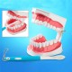 Dental Adult Education Teaching Model with Removable Lower Teeth and Toothbrush