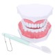 Dental Adult Education Teaching Model with Removable Lower Teeth and Toothbrush