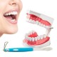 Dental Adult Education Teaching Model with Removable Lower Teeth and Toothbrush