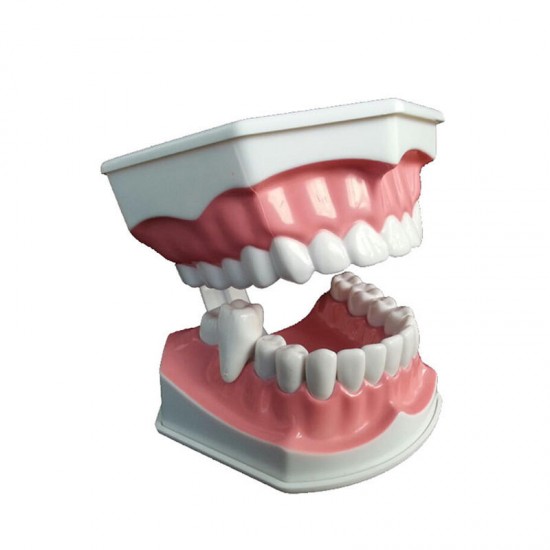 Dental Adult Education Teaching Model with Removable Lower Teeth and Toothbrush