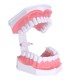 Dental Adult Education Teaching Model with Removable Lower Teeth and Toothbrush