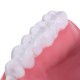 Dental Adult Education Teaching Model with Removable Lower Teeth and Toothbrush