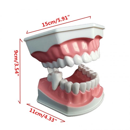 Dental Adult Education Teaching Model with Removable Lower Teeth and Toothbrush