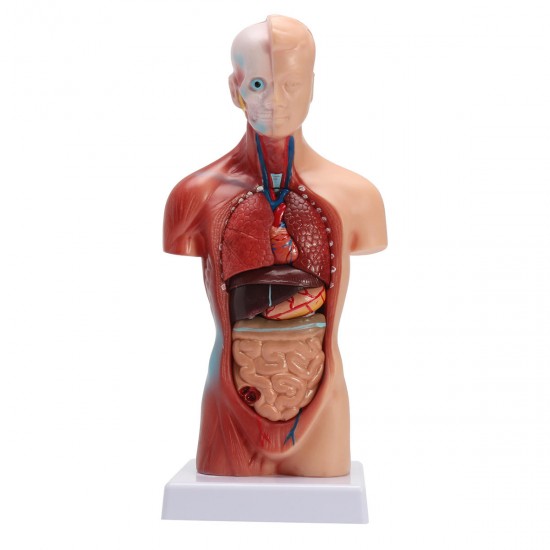 STEM Human Torso Body Anatomy Medical Model Heart Brain Skeleton Medical School Educational