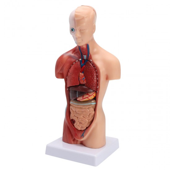 STEM Human Torso Body Anatomy Medical Model Heart Brain Skeleton Medical School Educational