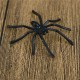 30Pcs/Pack Halloween Decorative Spiders Small Plastic Fake Spider Prank Toys Haunted House Prop white black