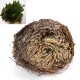 1Pcs Resurrection Plants Hydrophile Rose Of Jericho Dinosaur Plant Air Fern Spike Moss