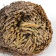 1Pcs Resurrection Plants Hydrophile Rose Of Jericho Dinosaur Plant Air Fern Spike Moss