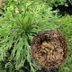 1Pcs Resurrection Plants Hydrophile Rose Of Jericho Dinosaur Plant Air Fern Spike Moss
