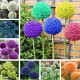 Egrow 100 PCS Garden Outdoor Giant Allium Giganteum Beautiful Flower Seeds Bonsai Plant Seeds