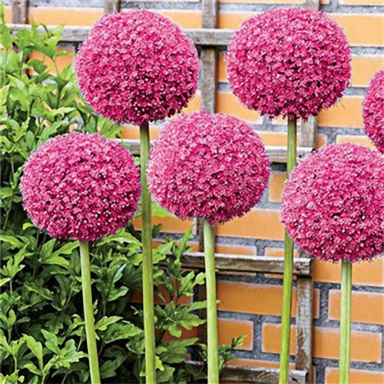 Egrow 100 PCS Garden Outdoor Giant Allium Giganteum Beautiful Flower Seeds Bonsai Plant Seeds