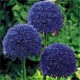 Egrow 100 PCS Garden Outdoor Giant Allium Giganteum Beautiful Flower Seeds Bonsai Plant Seeds