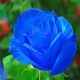 Egrow 100 Pcs Midnight Supreme Rose Seeds Potted Flower Seed Purple Rose Seeds for Home Planting