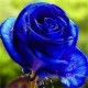 Egrow 100 Pcs Midnight Supreme Rose Seeds Potted Flower Seed Purple Rose Seeds for Home Planting