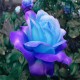 Egrow 100 Pcs Midnight Supreme Rose Seeds Potted Flower Seed Purple Rose Seeds for Home Planting