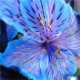 Egrow 100PCS/Pack Lily Seeds Rare Peruvian Lily Alstroemeria Bonsai Plants Mix-Color Beautiful Lilies Flower For Home & Garden Decoration