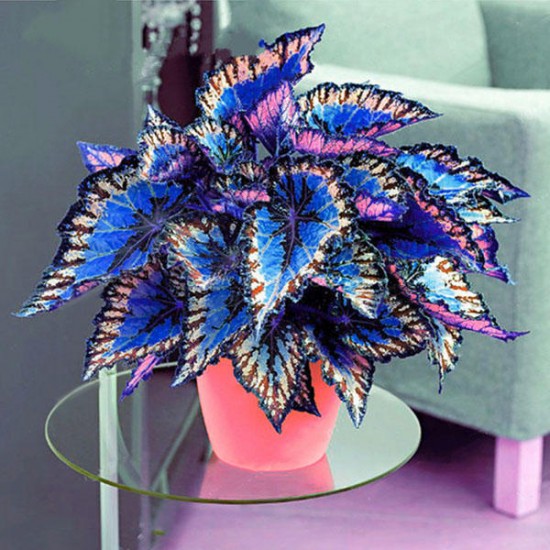 Egrow 100Pcs/Pack Coleus Seeds Rainbow Dragon Seeds Garden Japanese Foliage Plants