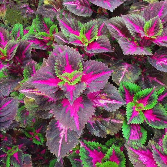 Egrow 100Pcs/Pack Coleus Seeds Rainbow Dragon Seeds Garden Japanese Foliage Plants