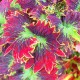 Egrow 100Pcs/Pack Coleus Seeds Rainbow Dragon Seeds Garden Japanese Foliage Plants