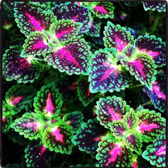 Egrow 100Pcs/Pack Coleus Seeds Rainbow Dragon Seeds Garden Japanese Foliage Plants