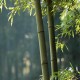 Egrow 100pcs Garden Evergreen Arbor Moso Bamboo Seeds Courtyard Phyllostachys Pubescens Plants