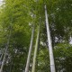 Egrow 100pcs Garden Evergreen Arbor Moso Bamboo Seeds Courtyard Phyllostachys Pubescens Plants