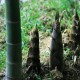 Egrow 100pcs Garden Evergreen Arbor Moso Bamboo Seeds Courtyard Phyllostachys Pubescens Plants