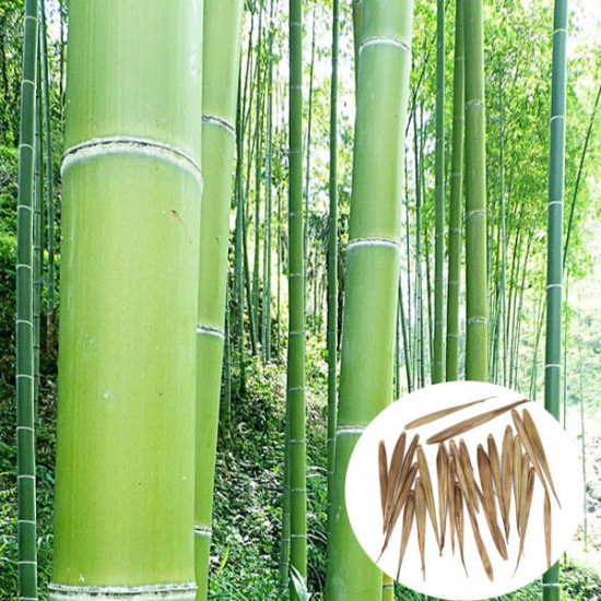 Egrow 100pcs Garden Evergreen Arbor Moso Bamboo Seeds Courtyard Phyllostachys Pubescens Plants