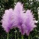 Egrow 200Pcs Pampas Grass Seed Potted Purple Pampas Grass Garden Ornamental Plants