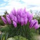 Egrow 200Pcs Pampas Grass Seed Potted Purple Pampas Grass Garden Ornamental Plants