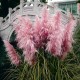 Egrow 200Pcs Pampas Grass Seed Potted Purple Pampas Grass Garden Ornamental Plants