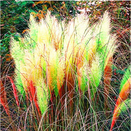 Egrow 200Pcs Pampas Grass Seed Potted Purple Pampas Grass Garden Ornamental Plants