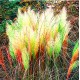 Egrow 200Pcs Pampas Grass Seed Potted Purple Pampas Grass Garden Ornamental Plants