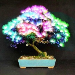 Egrow 20Pcs Acacia Tree Seeds Colorful Albizia Julibrissin Tree Seed Indoor Bonsai Tree Planting Egrow 20Pcs Acacia Tree Seeds Colorful Albizia Julibrissin Tree Seed Indoor Bonsai Tree Planting