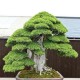 Egrow 20Pcs Japanese Cedar Semillas Bonsai Seeds Rare Tree Seeds for Home Garden Planting