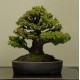 Egrow 20Pcs Japanese Cedar Semillas Bonsai Seeds Rare Tree Seeds for Home Garden Planting