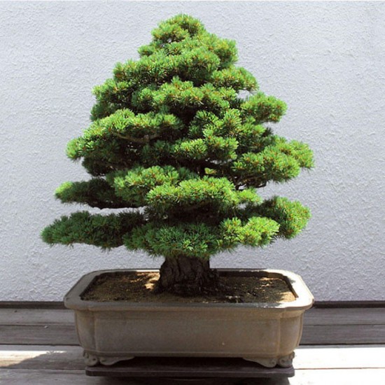 Egrow 20Pcs Japanese Cedar Semillas Bonsai Seeds Rare Tree Seeds for Home Garden Planting